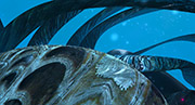deuxpoids2_2PetTab.jpg - 21347 Bytes